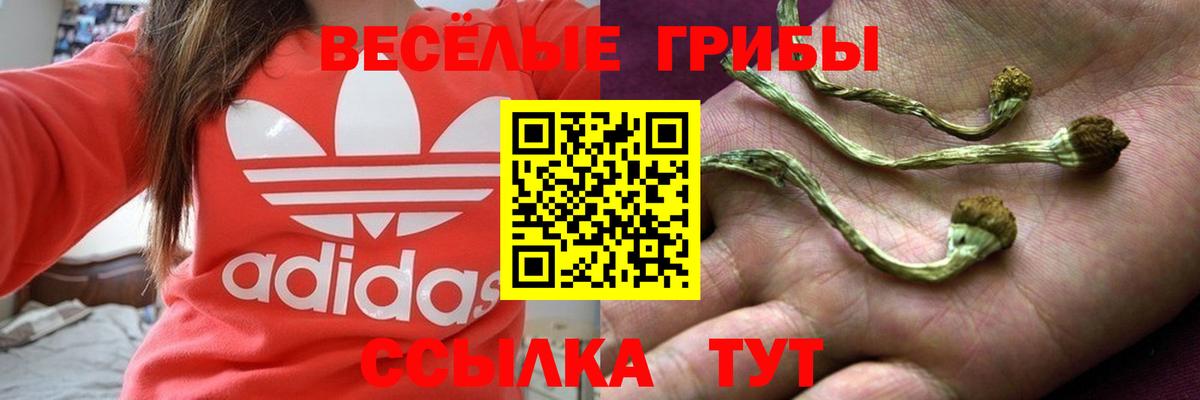 где продают   Волгоград  Псилоцибиновые грибы Psilocybine cubensis  Псилоцибиновые грибы Magic Shrooms 